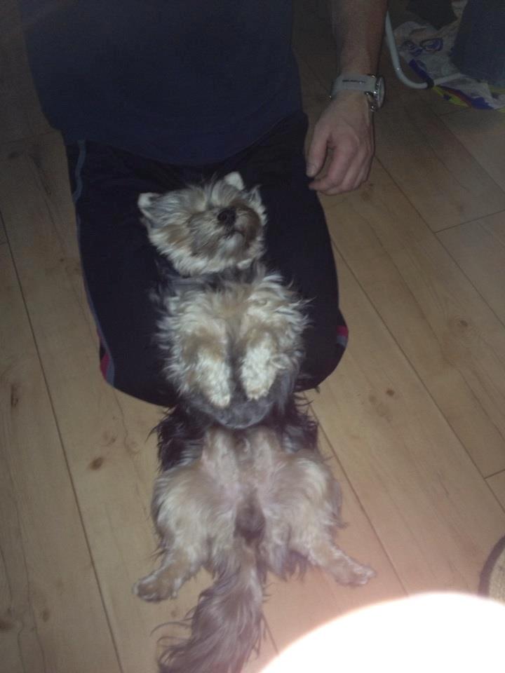 Yorkshire terrier Mikas billede 10