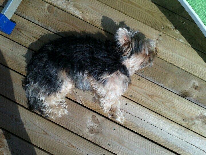 Yorkshire terrier Mikas billede 11