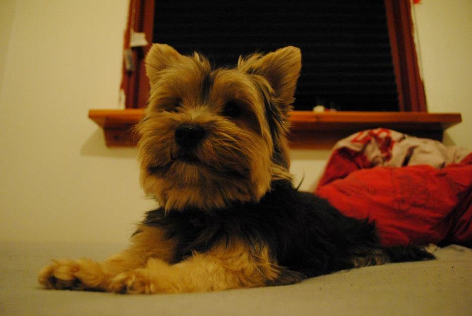 Yorkshire terrier Mikas billede 1