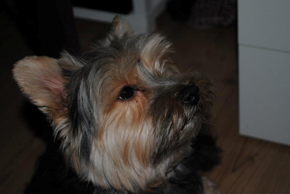 Yorkshire terrier Mikas billede 12