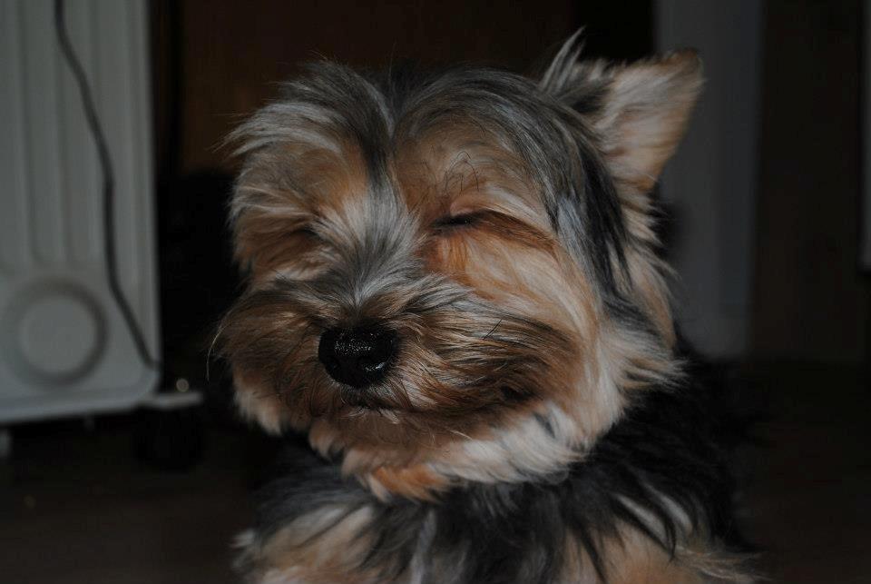 Yorkshire terrier Mikas billede 13