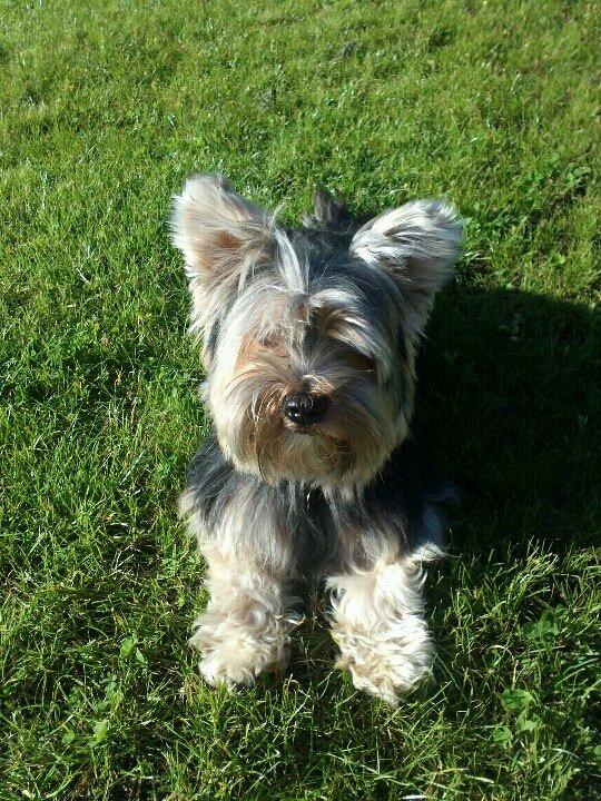 Yorkshire terrier Mikas billede 14