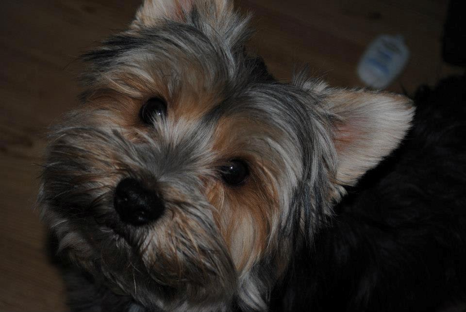 Yorkshire terrier Mikas billede 15