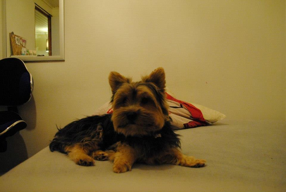 Yorkshire terrier Mikas billede 2