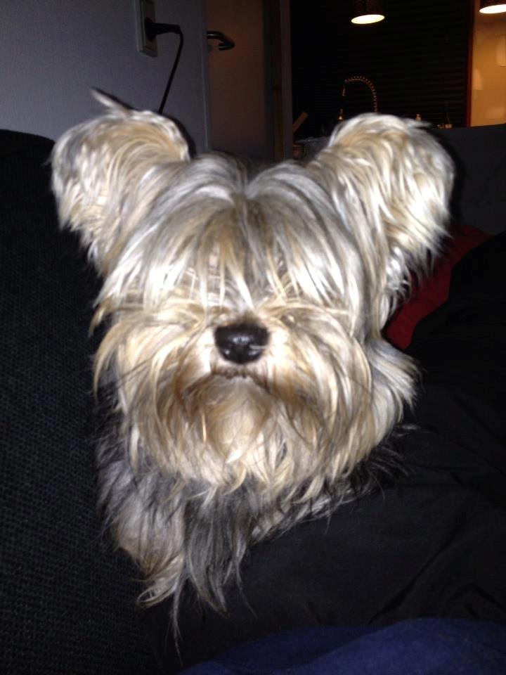 Yorkshire terrier Mikas billede 16