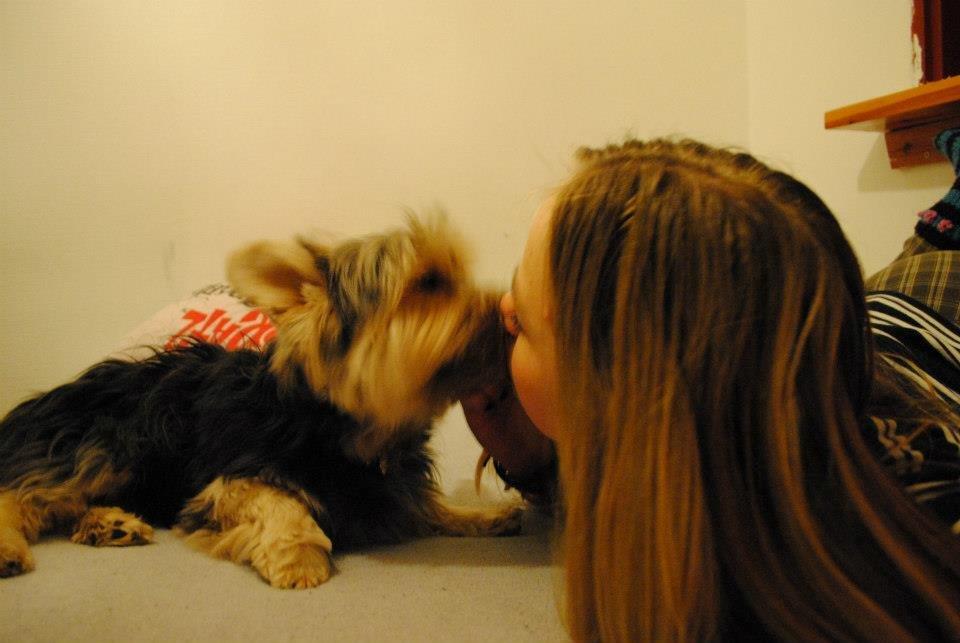 Yorkshire terrier Mikas billede 3