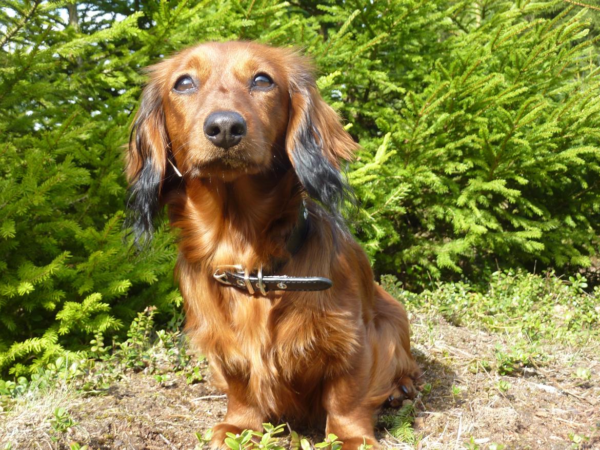 Miniature gravhund Felia - Skønne Offe billede 4