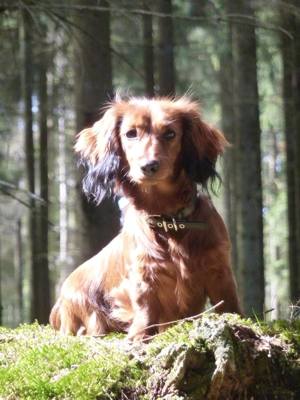 Miniature gravhund Felia - Model ? billede 5