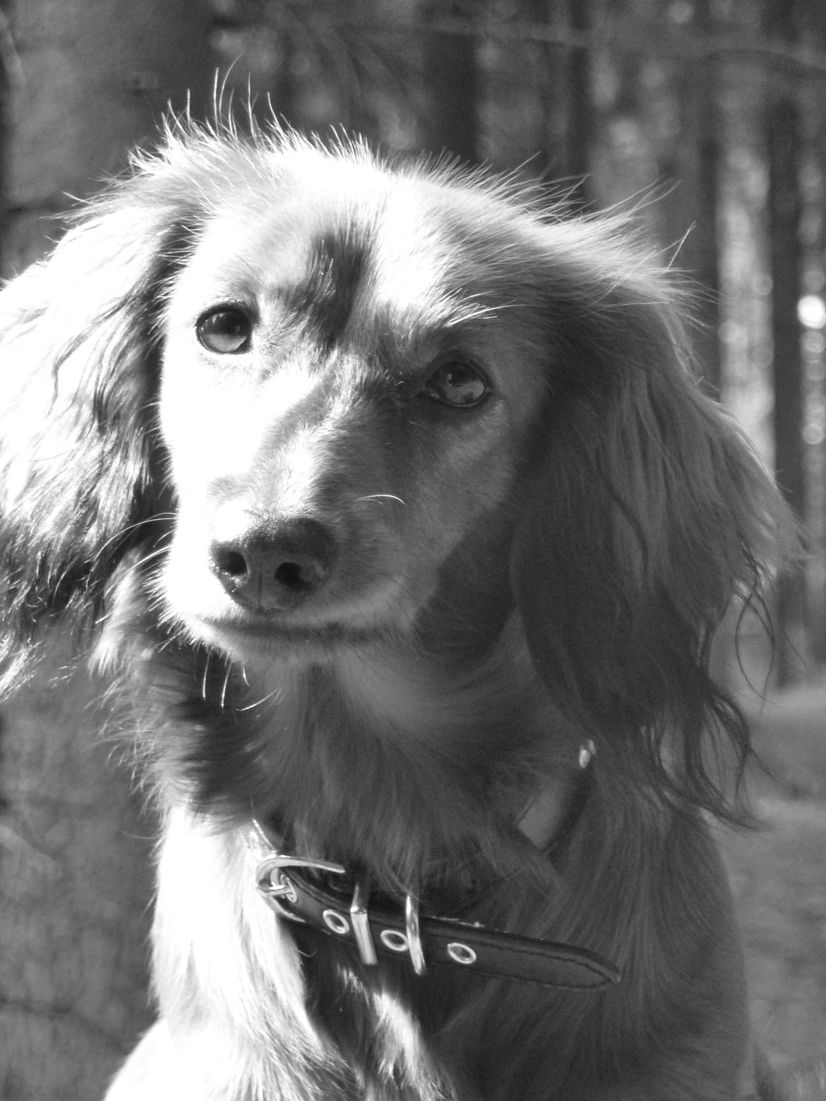 Miniature gravhund Felia - Er jeg ikk skøn ? billede 6