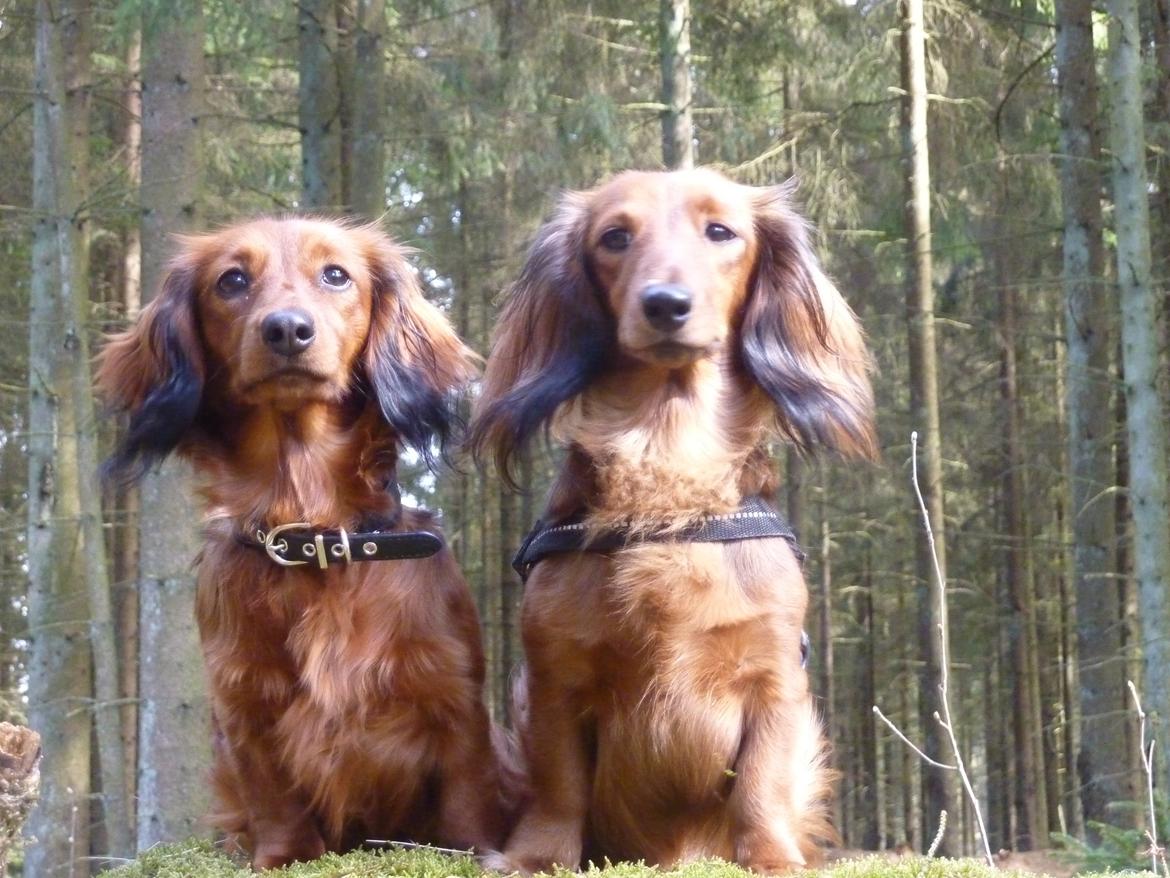 Miniature gravhund Felia - Mig og min store søster <3 billede 7