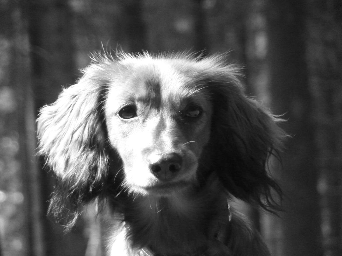 Miniature gravhund Felia - <3 billede 8