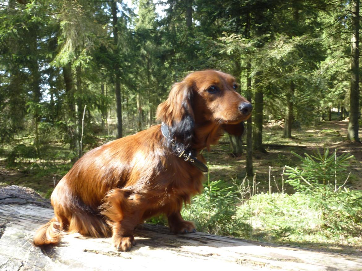 Miniature gravhund Felia - Elsker at være i skoven billede 9