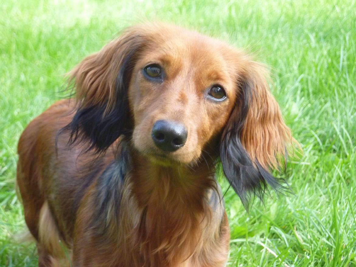 Miniature gravhund Felia - Velkommen til Ofelias profil billede 1