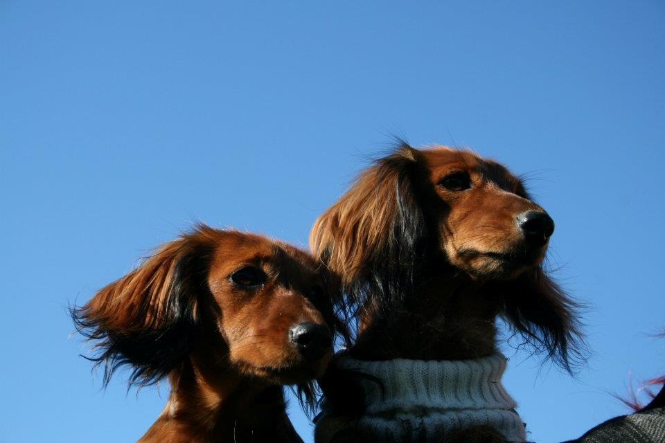 Miniature gravhund Felia - Her er Offe og Jessie  billede 3