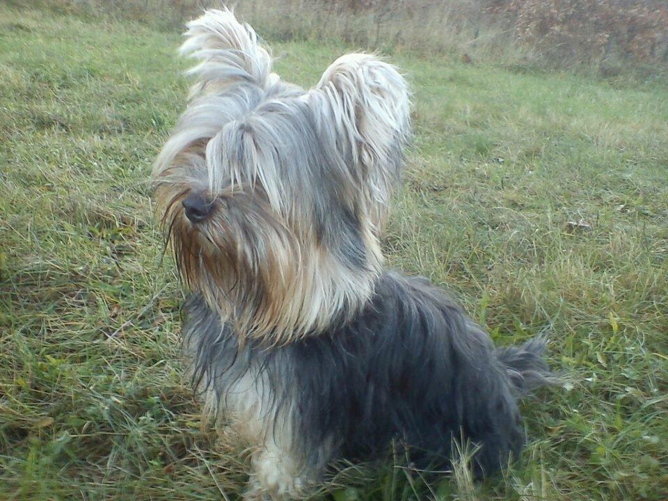 Yorkshire terrier Mikas billede 17