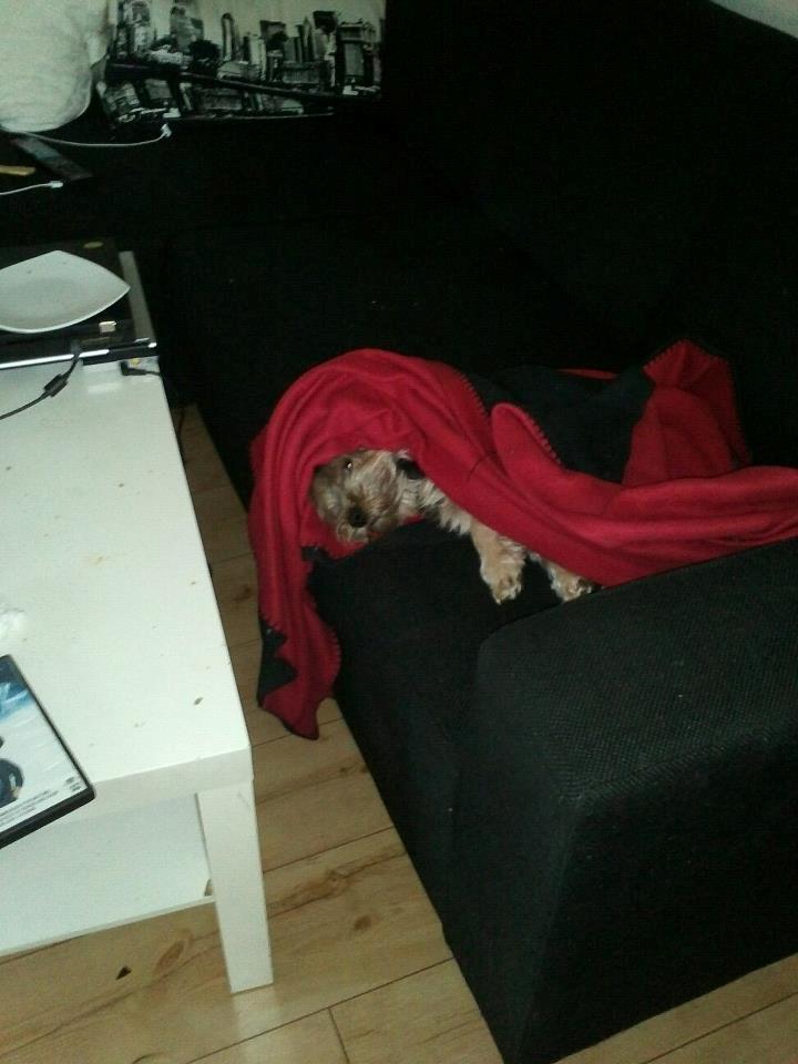 Yorkshire terrier Mikas billede 18