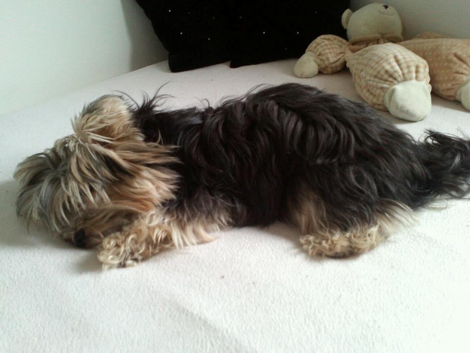 Yorkshire terrier Mikas billede 19