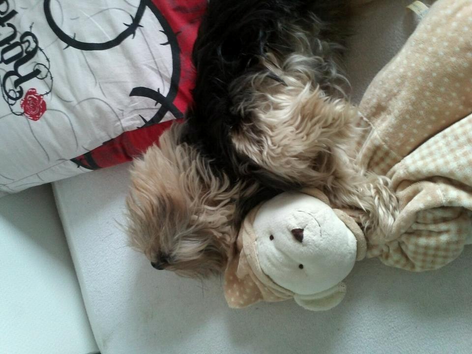 Yorkshire terrier Mikas billede 20