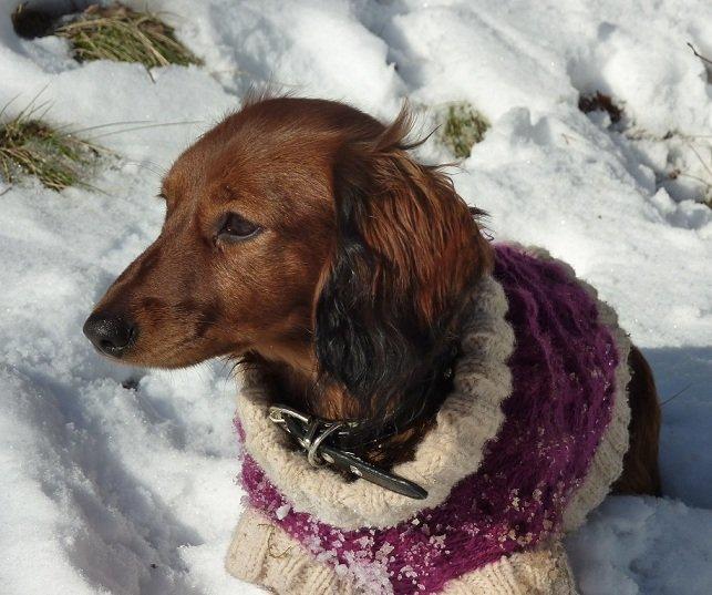 Miniature gravhund Felia - Elsker snee billede 2