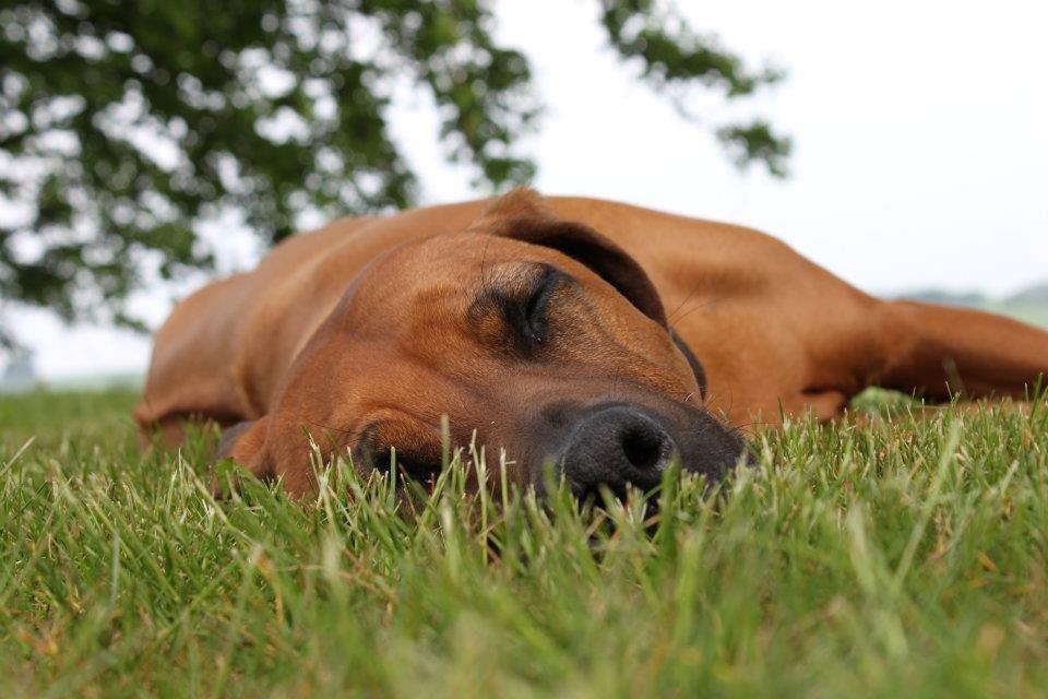 Rhodesian ridgeback (Bhara Bhara) Zibonille - Elsker sommer! taget af mig  billede 2
