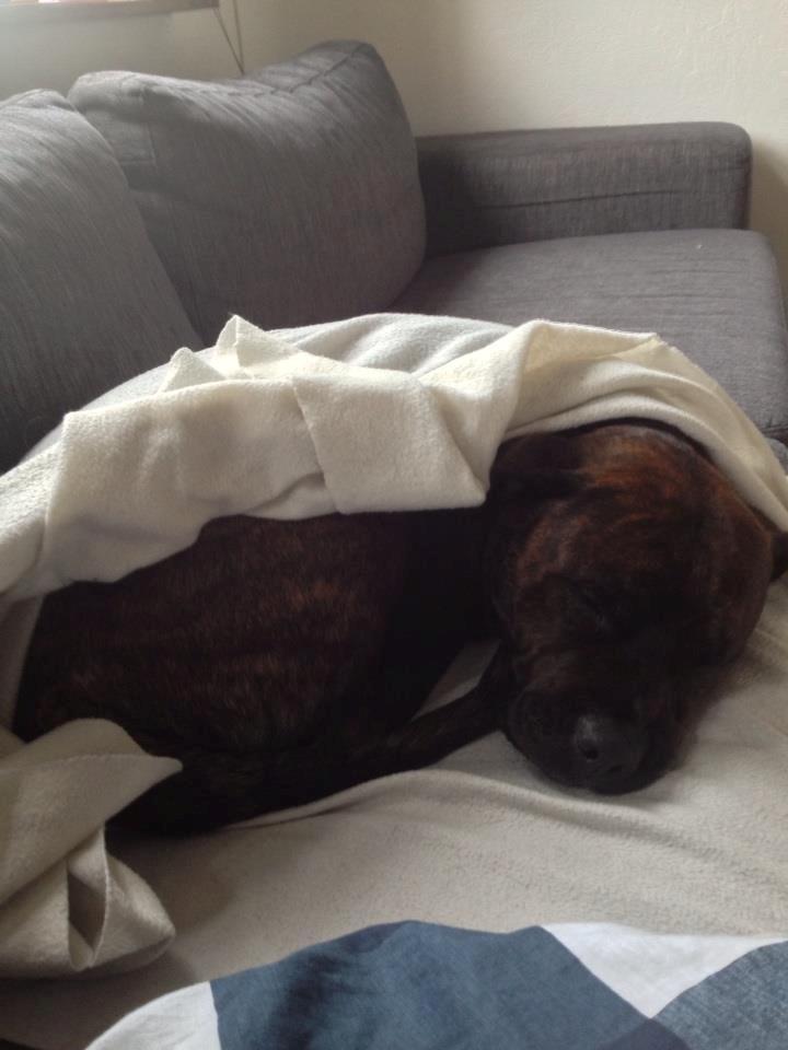 Blanding af racer Shila ( Himel hund )  billede 17