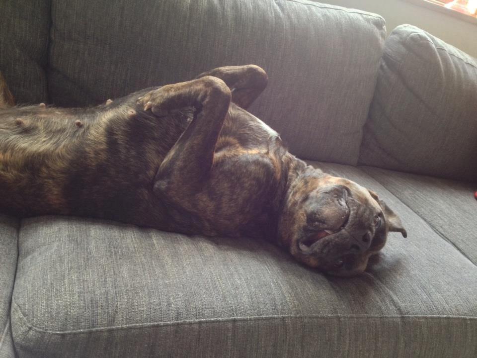 Blanding af racer Shila ( Himel hund )  billede 18