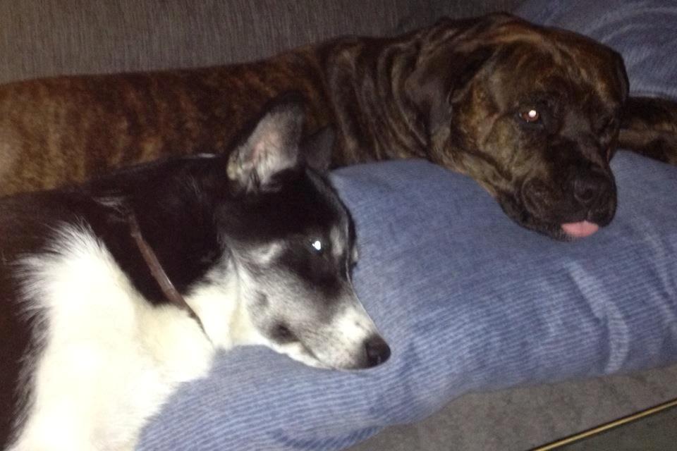 Blanding af racer Shila ( Himel hund )  billede 19