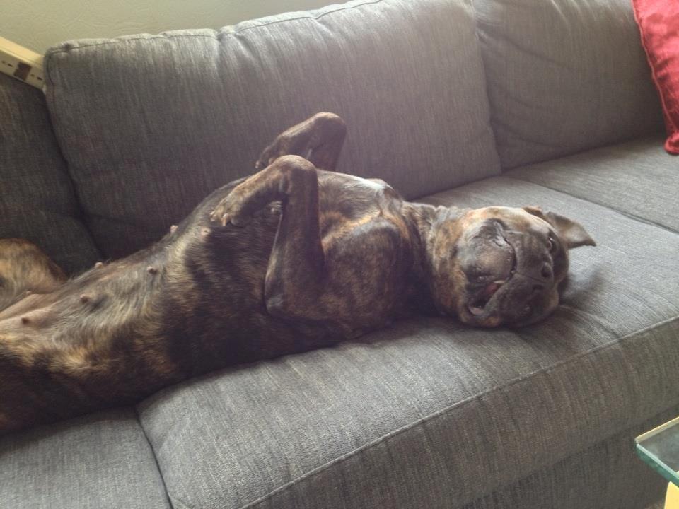 Blanding af racer Shila ( Himel hund )  billede 20