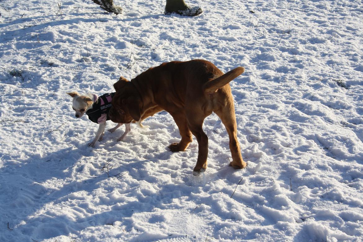 Dogue de bordeaux frigg billede 16