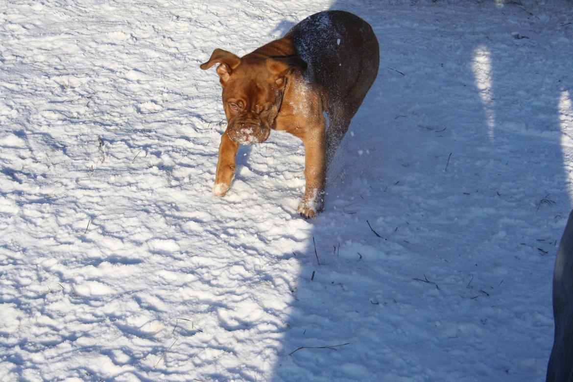 Dogue de bordeaux frigg billede 17