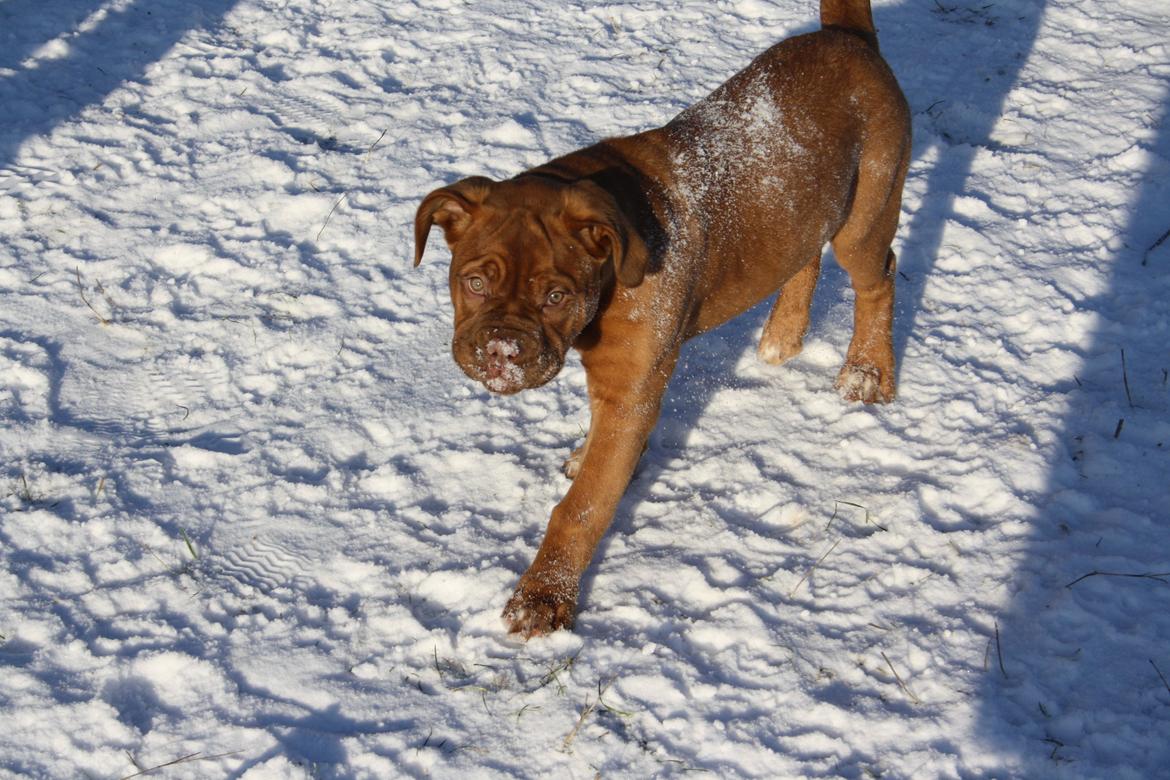 Dogue de bordeaux frigg billede 18