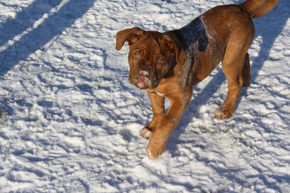 Dogue de bordeaux frigg billede 19