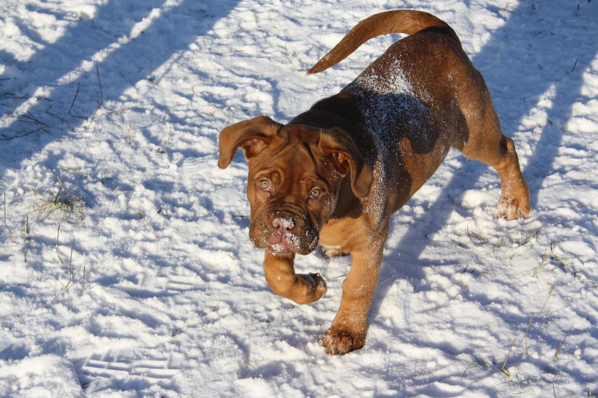Dogue de bordeaux frigg billede 1