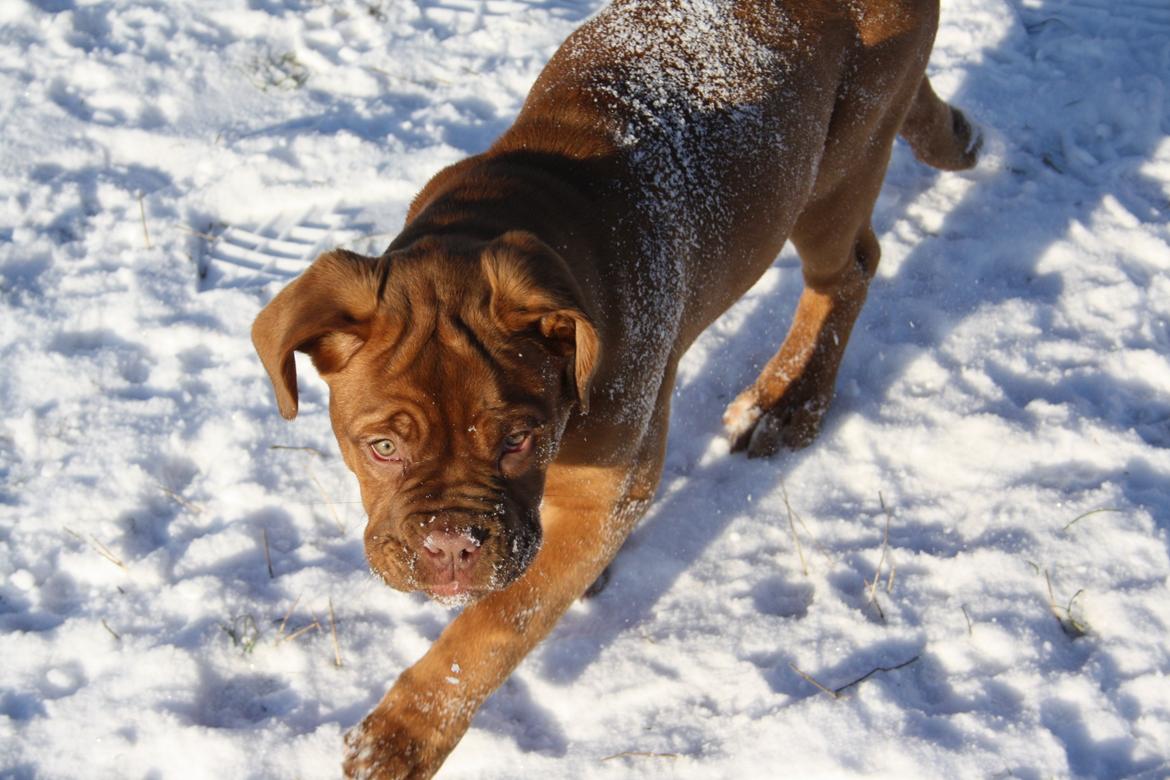 Dogue de bordeaux frigg billede 20