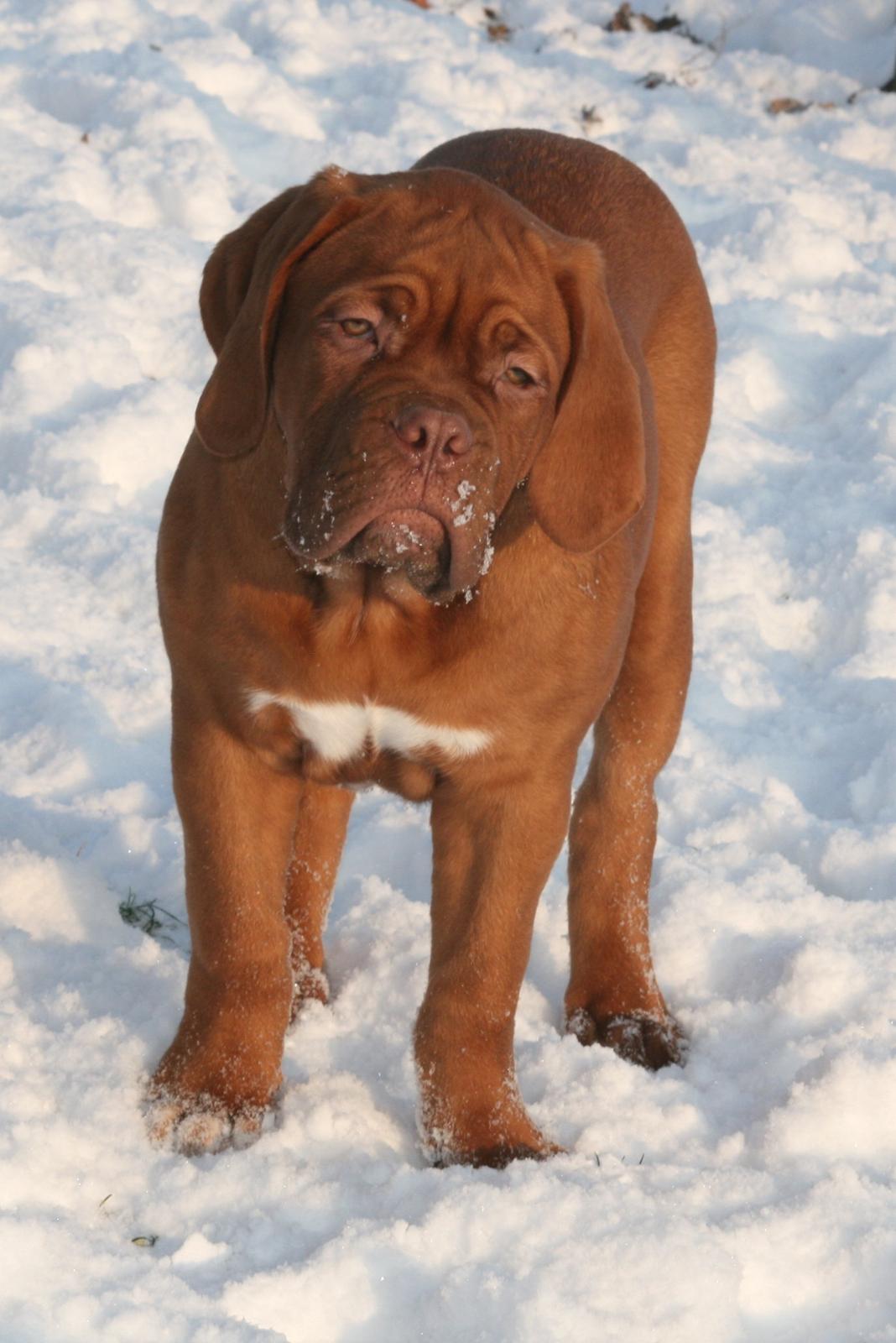 Dogue de bordeaux Cru Acajou Light A Way " LaLa" billede 6