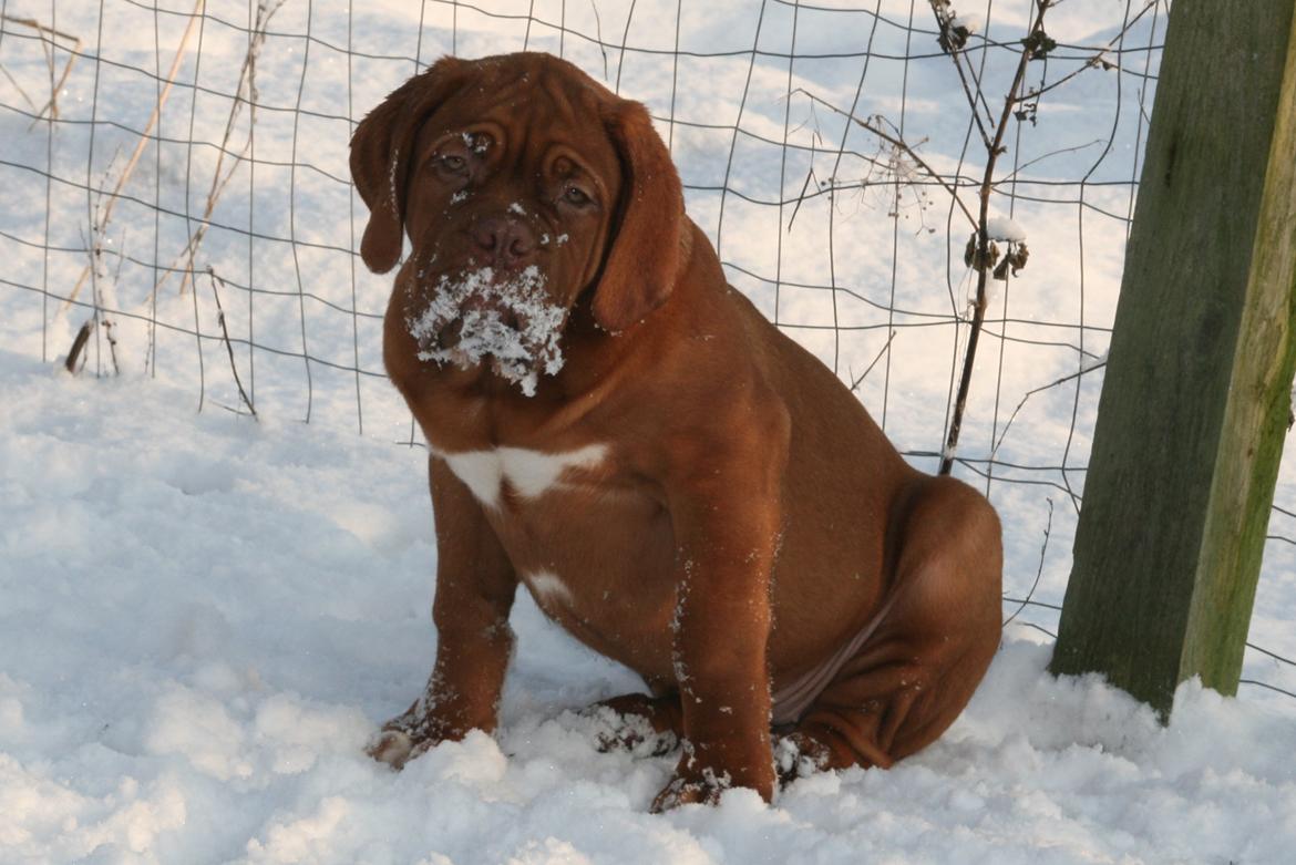 Dogue de bordeaux Cru Acajou Light A Way " LaLa" billede 7