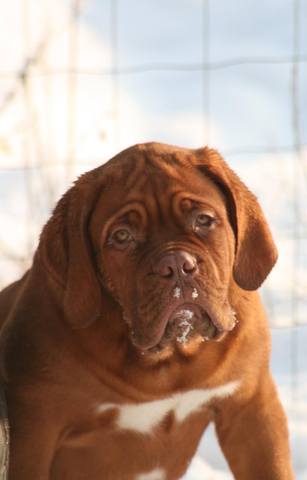 Dogue de bordeaux Cru Acajou Light A Way " LaLa" billede 8