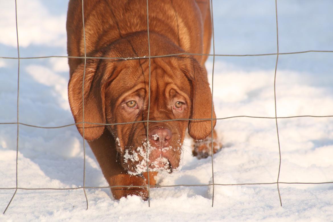 Dogue de bordeaux Cru Acajou Light A Way " LaLa" billede 9