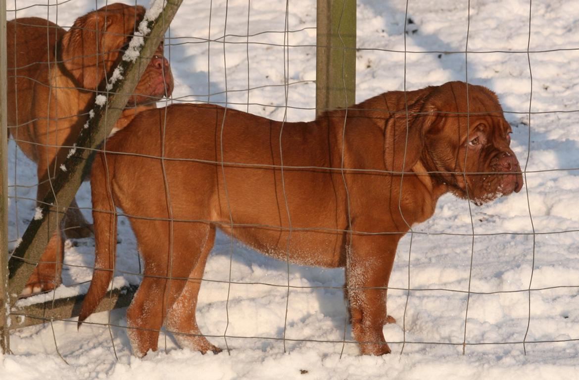 Dogue de bordeaux Cru Acajou Light A Way " LaLa" billede 10