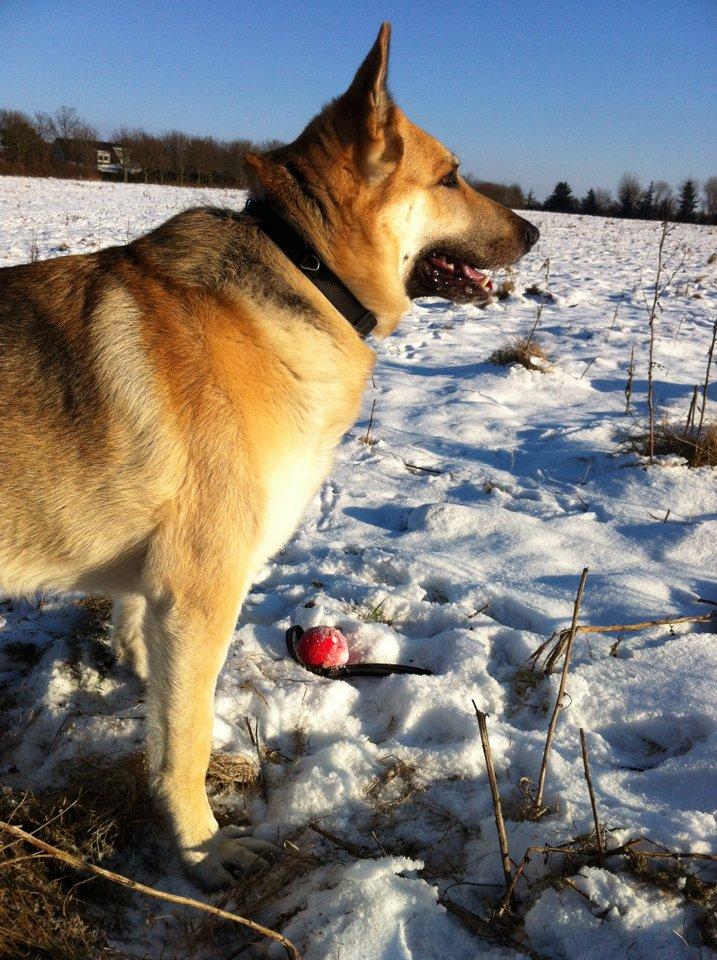 Schæferhund Kenzo - Hvem er den lækre ung mø der henne ? Kenzo jan. 2013 billede 20