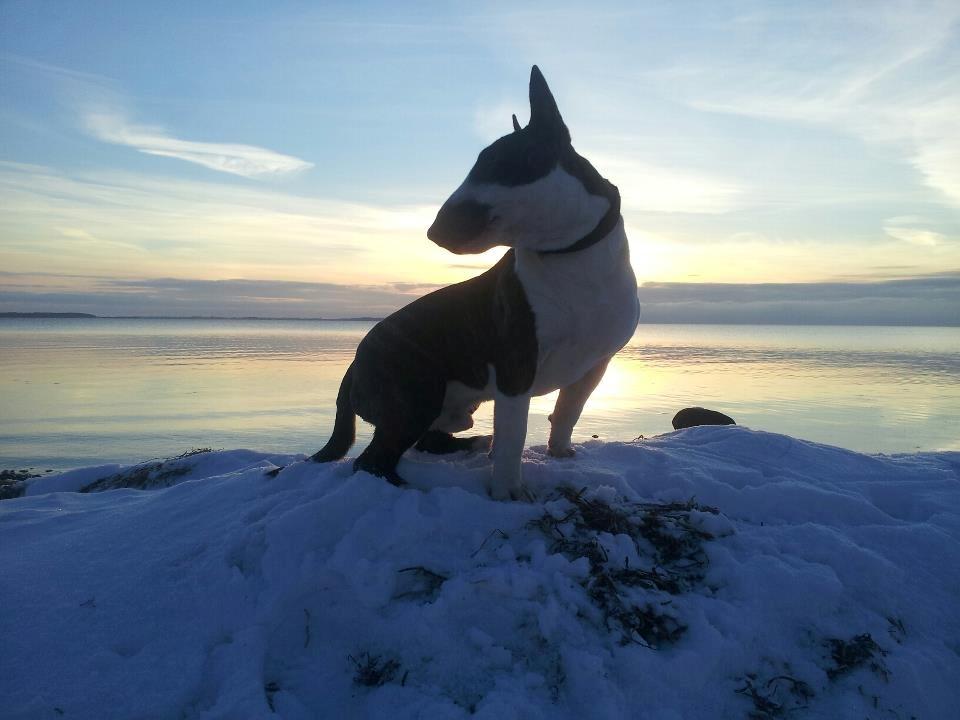 Bullterrier miniature Kenzo - Kenzo 1 år. 25.01.13 billede 18