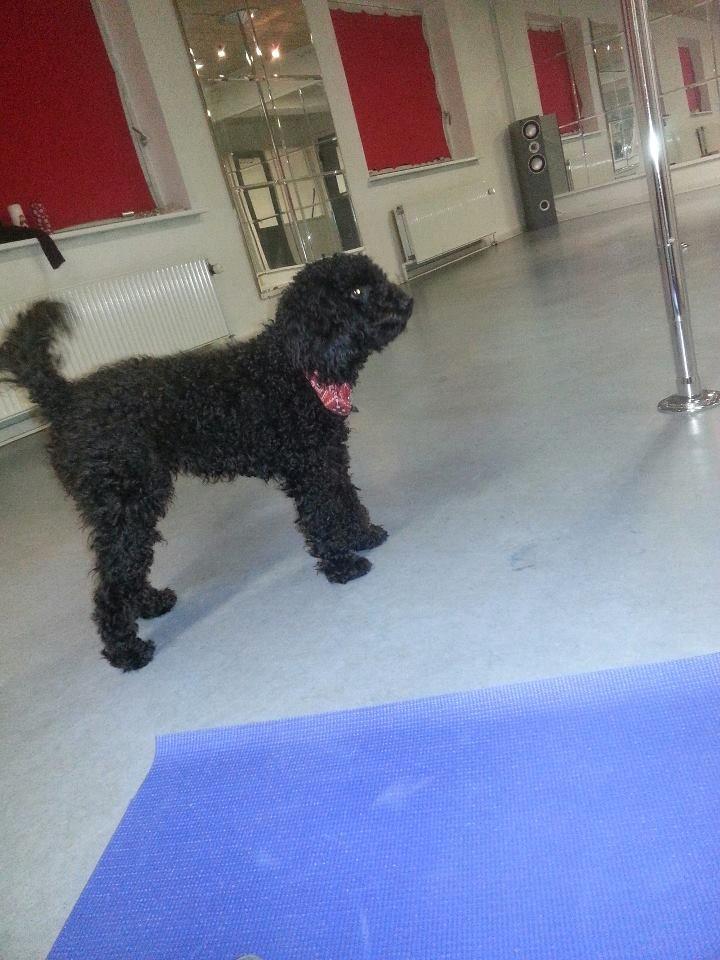 Blanding af racer Bølle billede 12