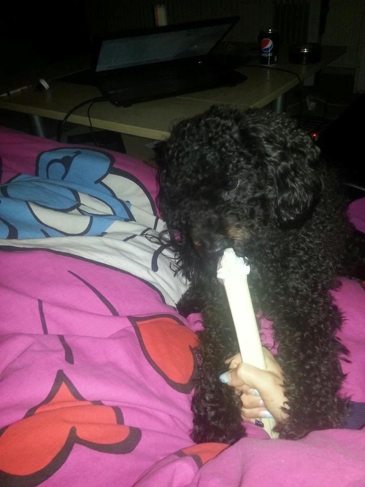 Blanding af racer Bølle billede 14