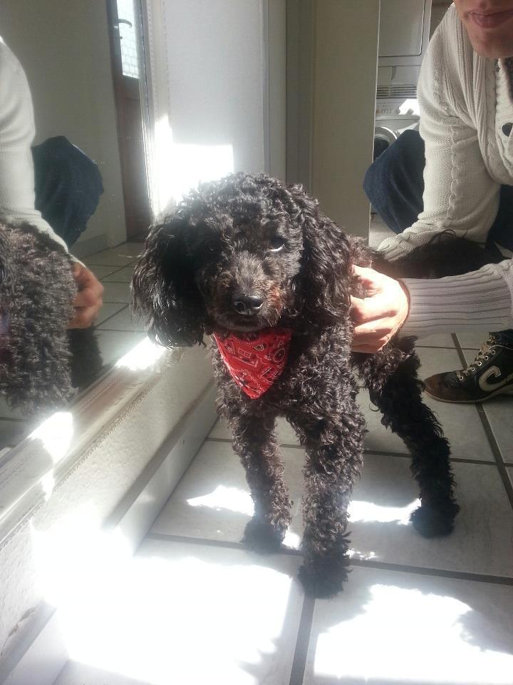 Blanding af racer Bølle billede 15