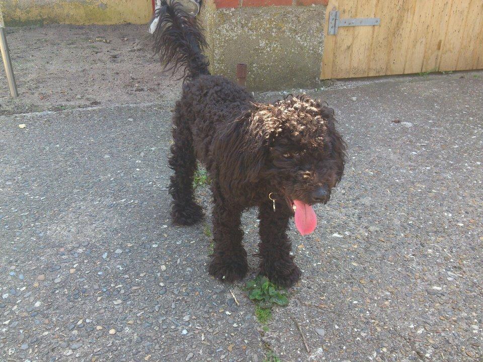 Blanding af racer Bølle billede 16