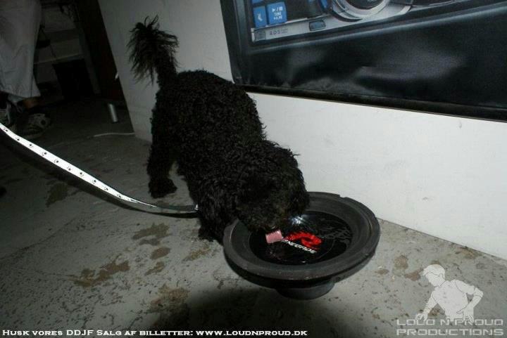 Blanding af racer Bølle billede 18