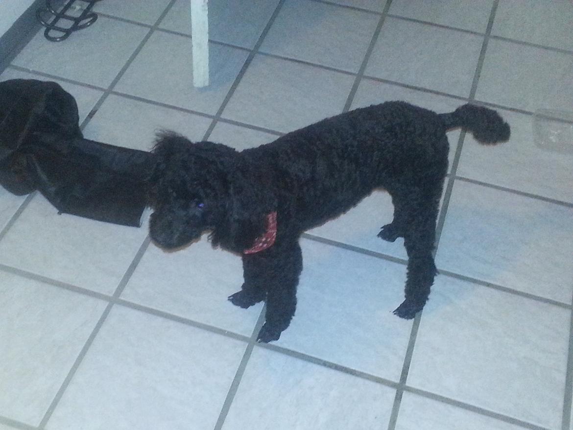 Blanding af racer Bølle billede 19