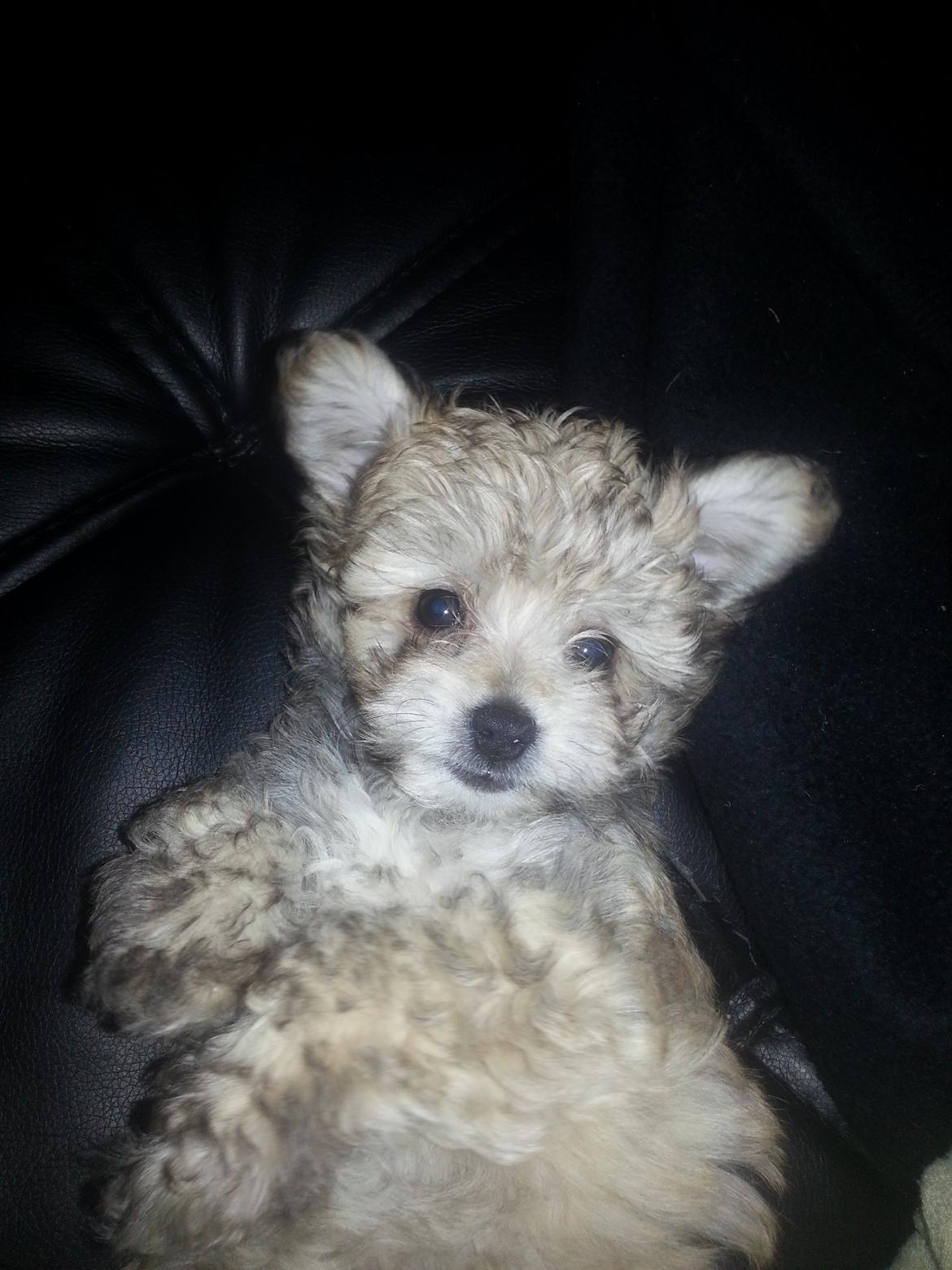 Blanding af racer Bailey billede 17