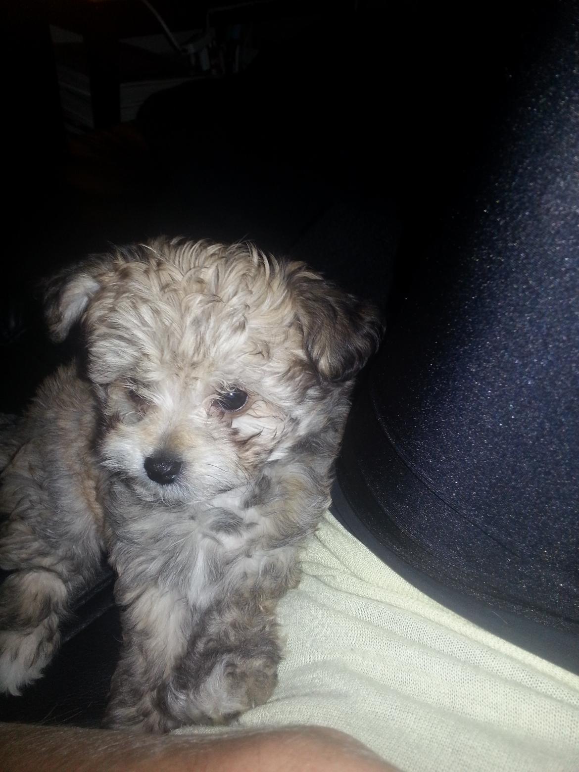 Blanding af racer Bailey billede 18