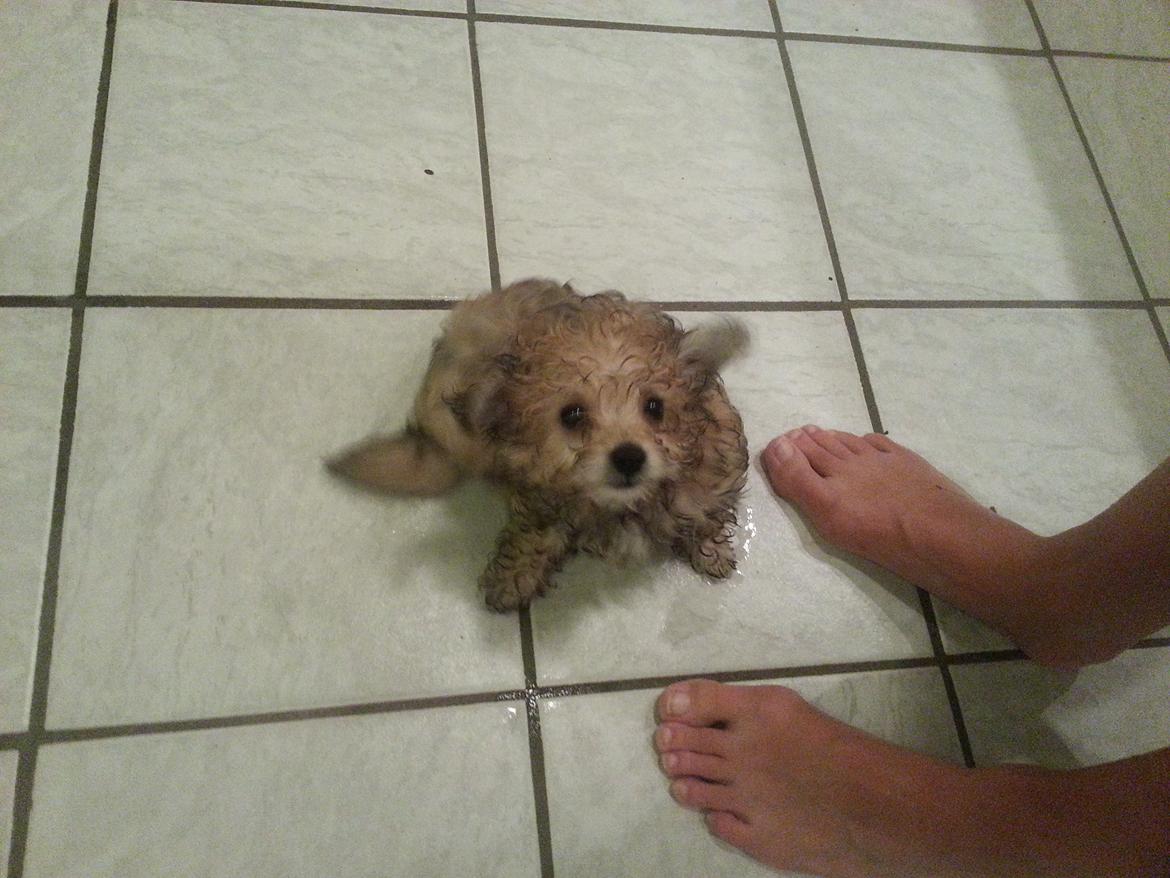 Blanding af racer Bailey - bailey ville med i bad :) billede 19